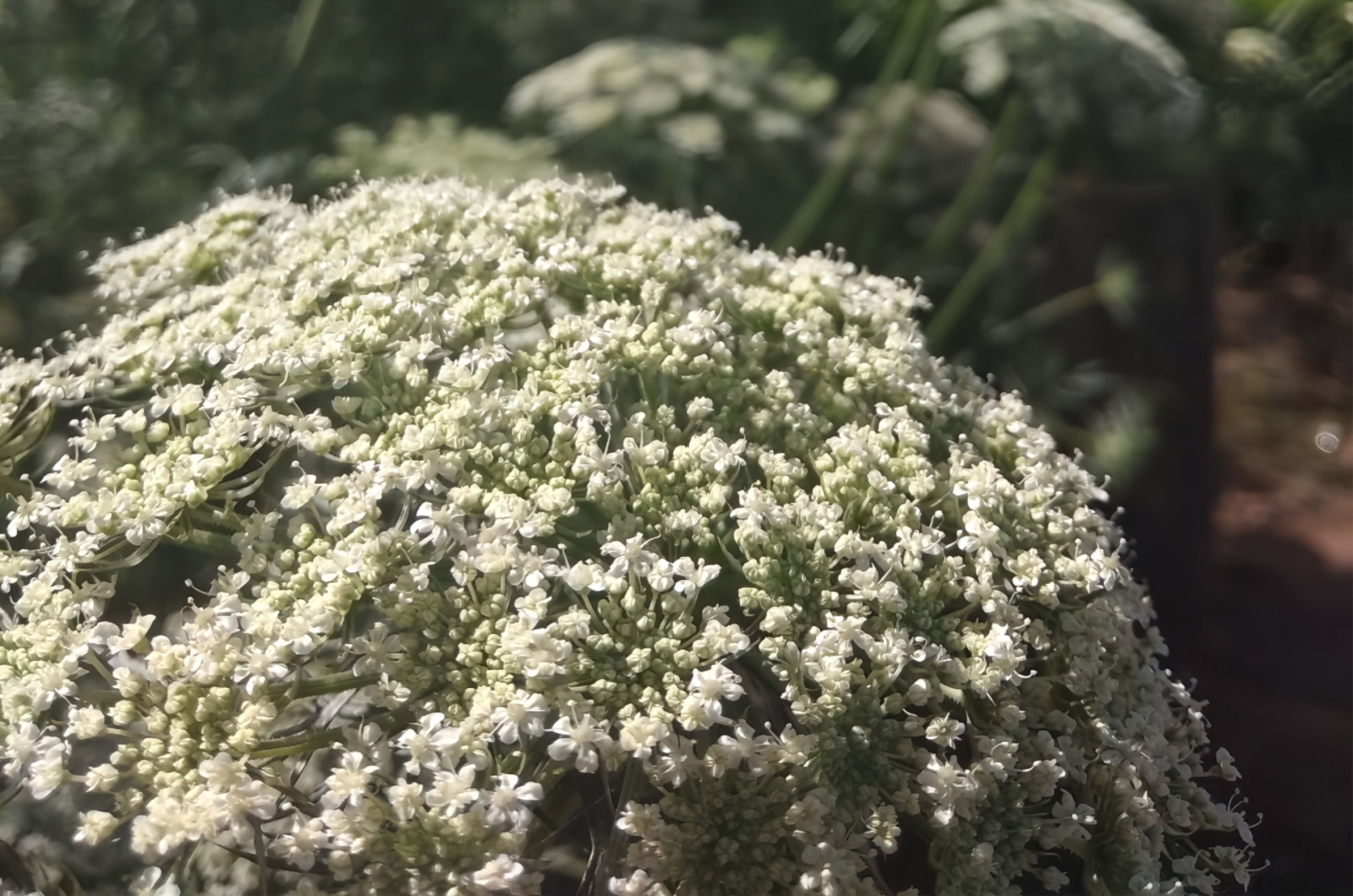 Queen Anne’s Lace flower