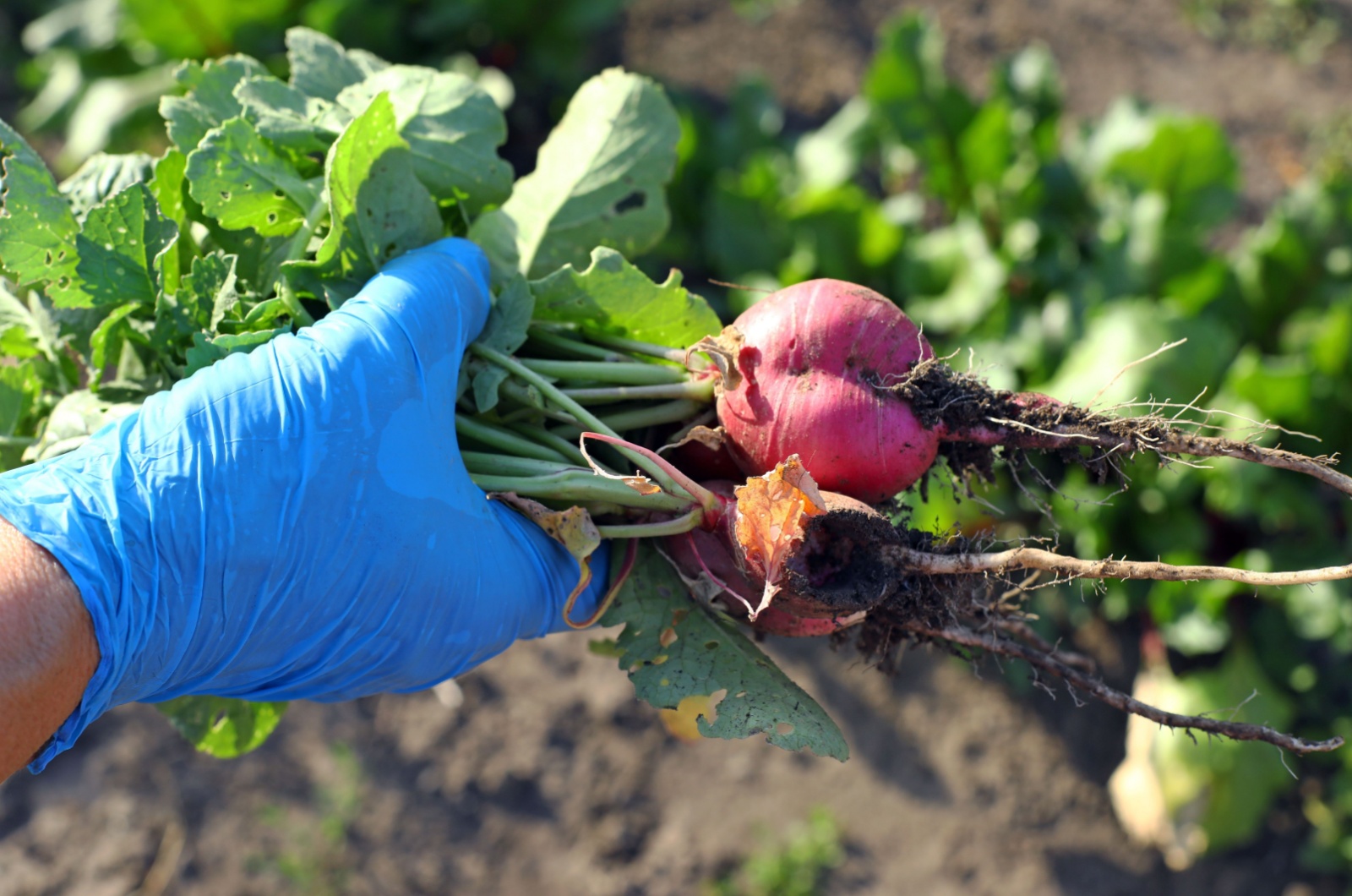 Radishes