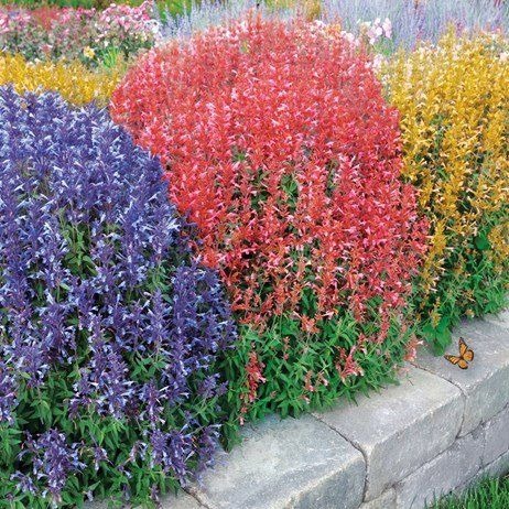 Rainbow Hummingbird Mint