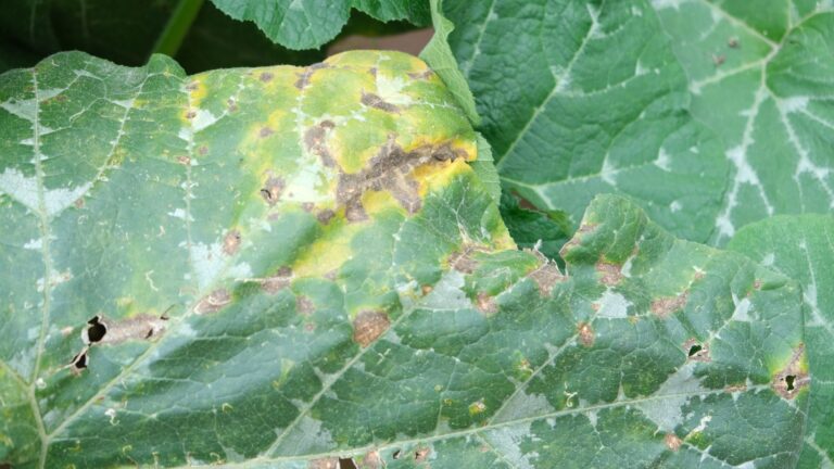 wilting pumpkin plant