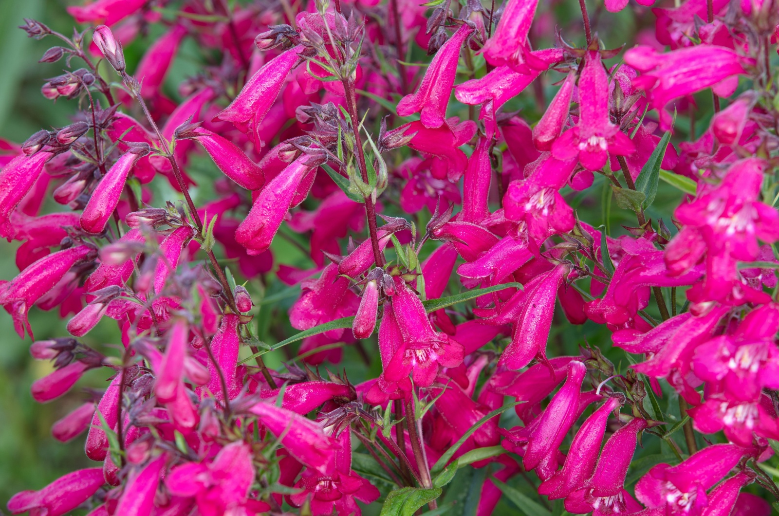 Red Penstemon