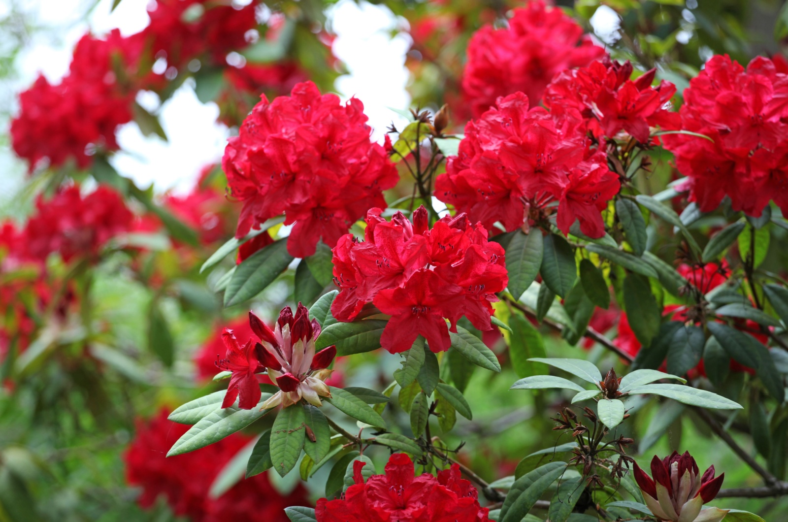 Red Rhododendron