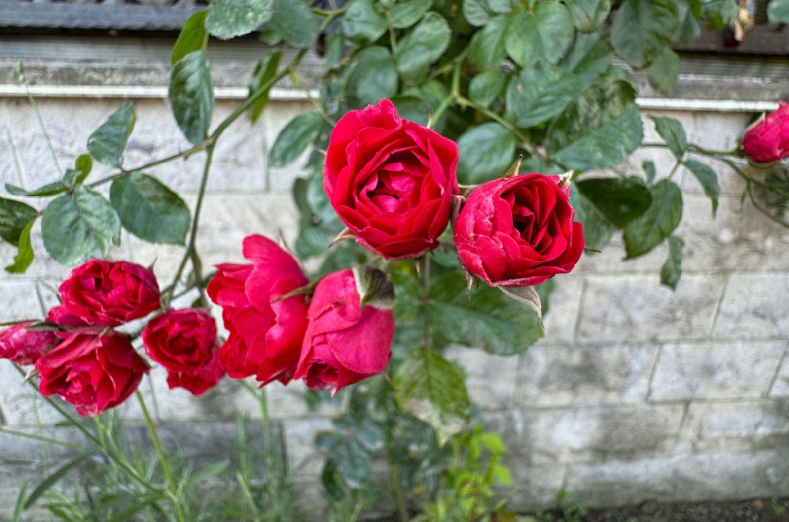 Red climbing roses hang down from the garden wall