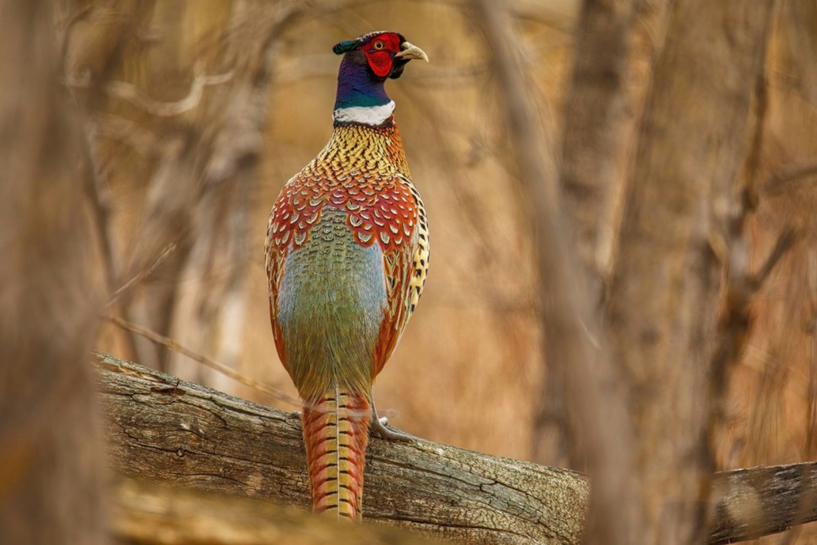 Ring-necked Pheasant