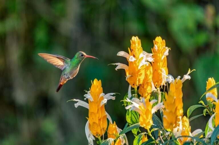 hummingbird with yellow flowers