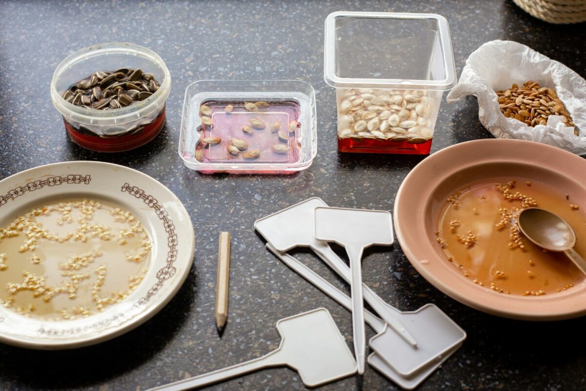 This Is How Long You Should Soak Seeds To Make Them Germinate Like Crazy
