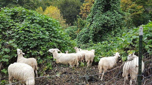 Sheep herd