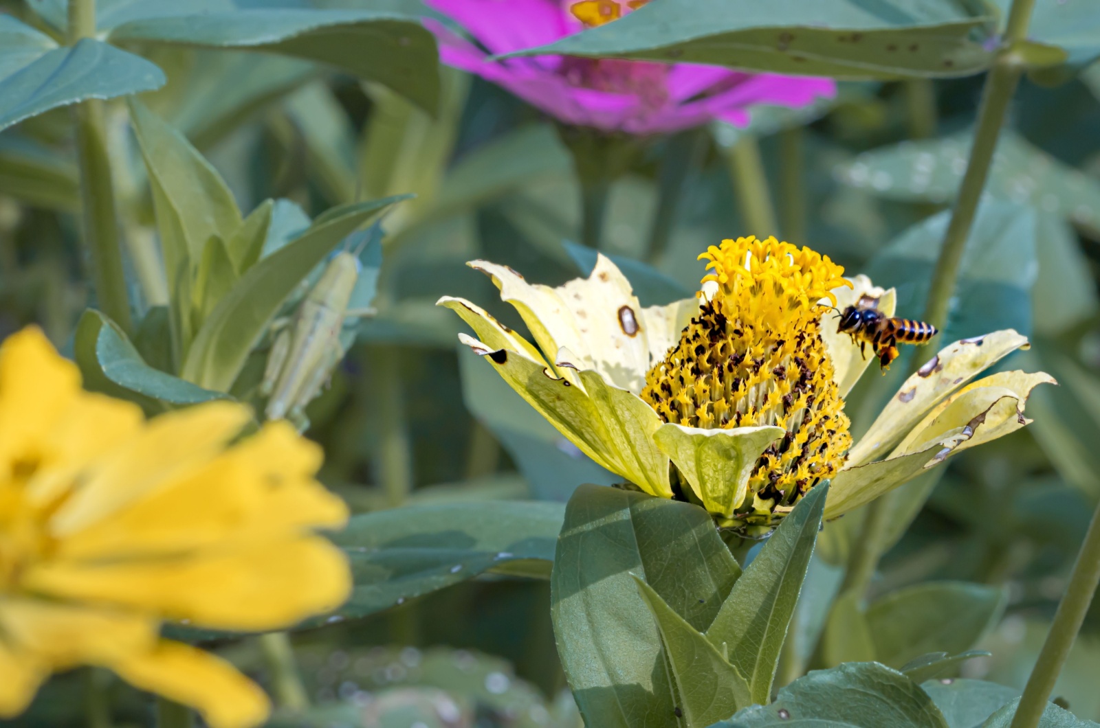 Sick Zinnia flowers