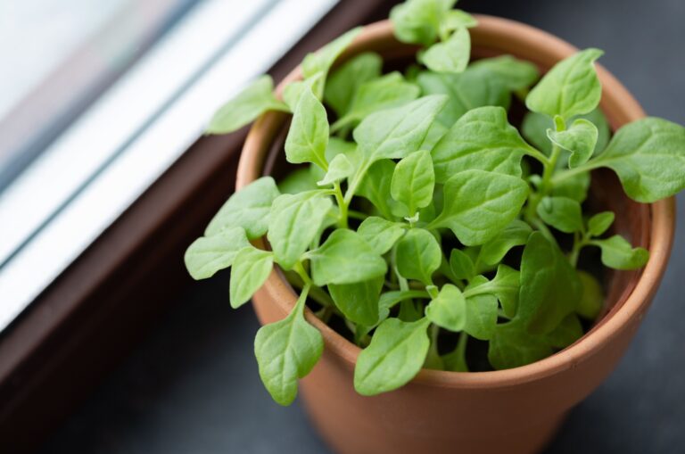 baby spinach growing in a pot