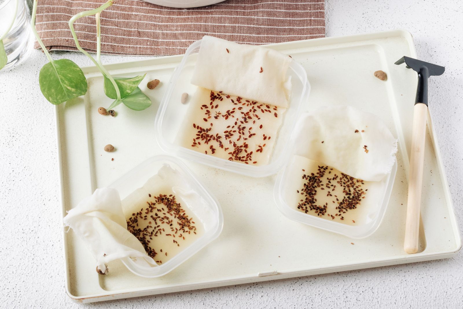 This Is How Long You Should Soak Seeds To Make Them Germinate Like Crazy