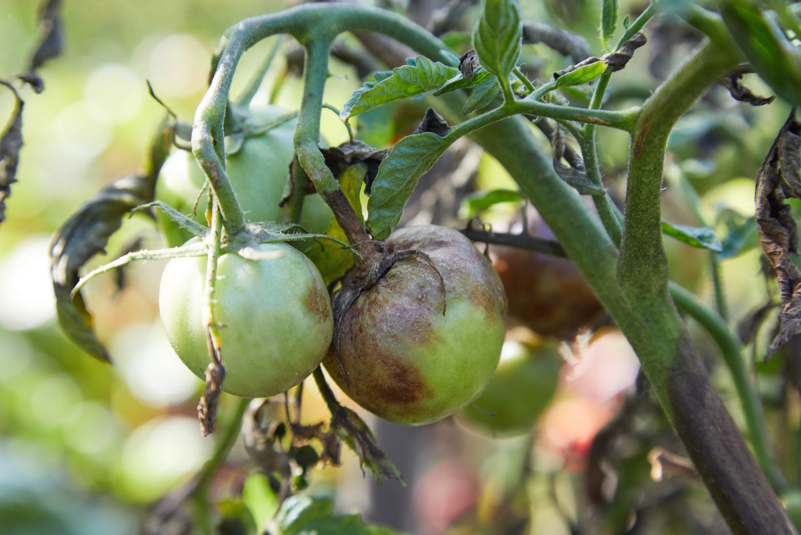 Spot Blossom End Rot Before It Ruins Your Juicy Tomatoes