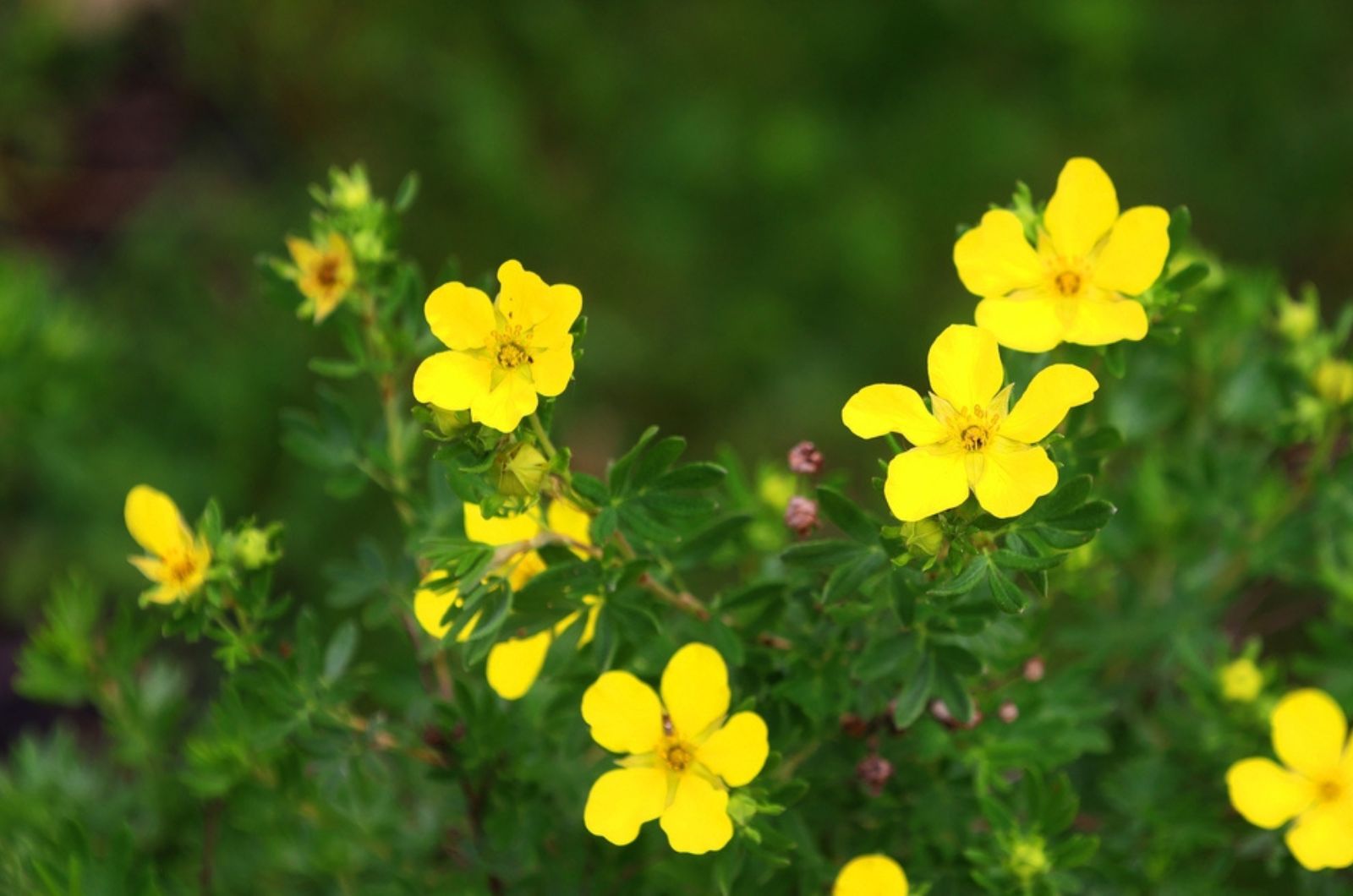 Spruce Up Your Pond By Planting Beautiful Marsh Marigolds 