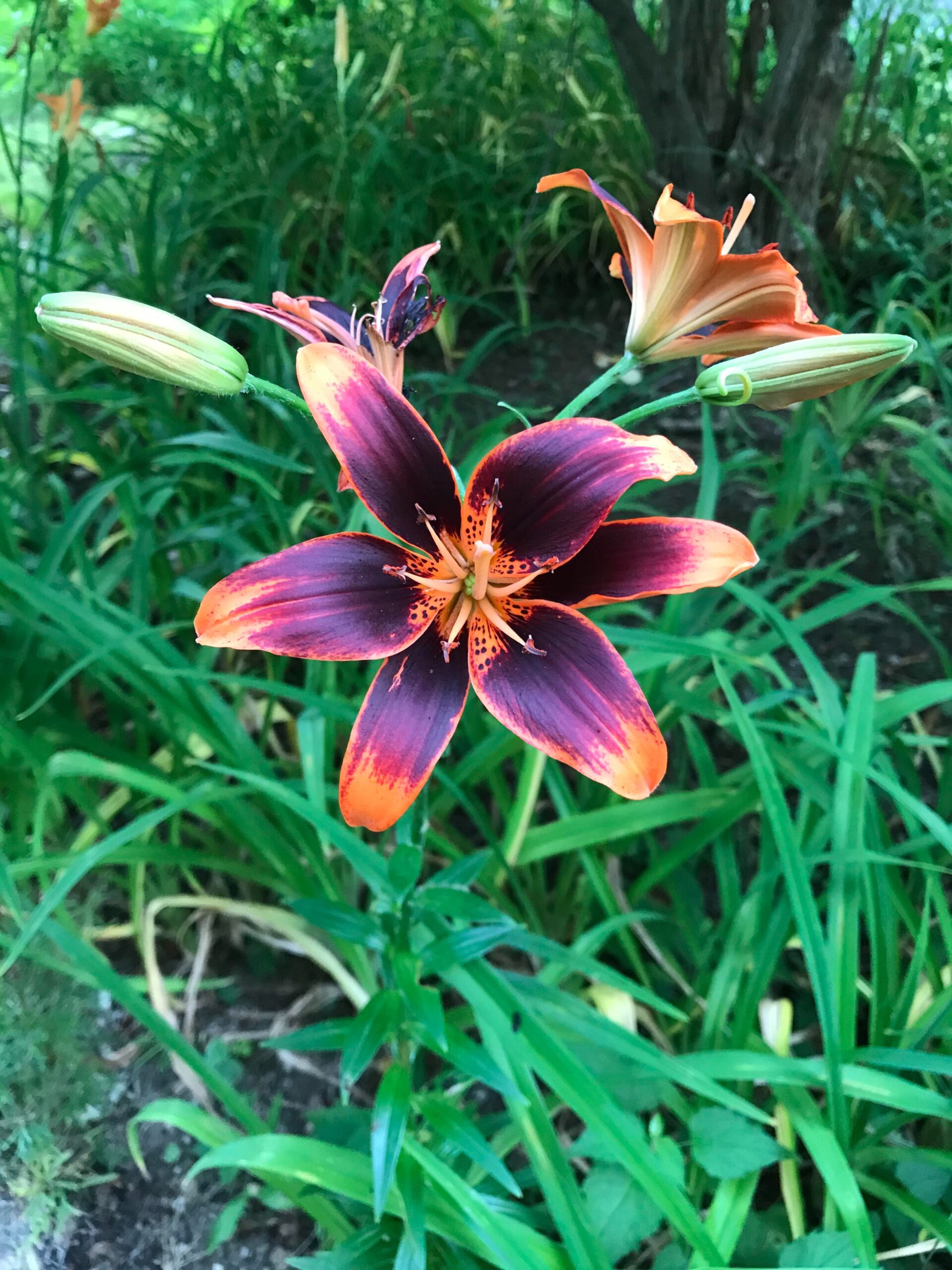 Starlette Asiatic lilies