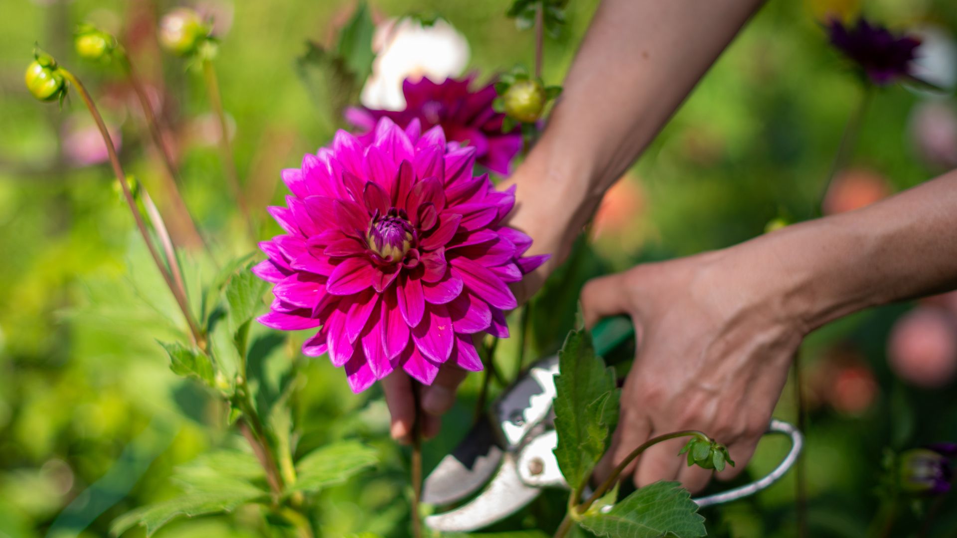 Stop Pruning These 7 Perennials In Fall Or Risk Losing Next Year’s Blooms