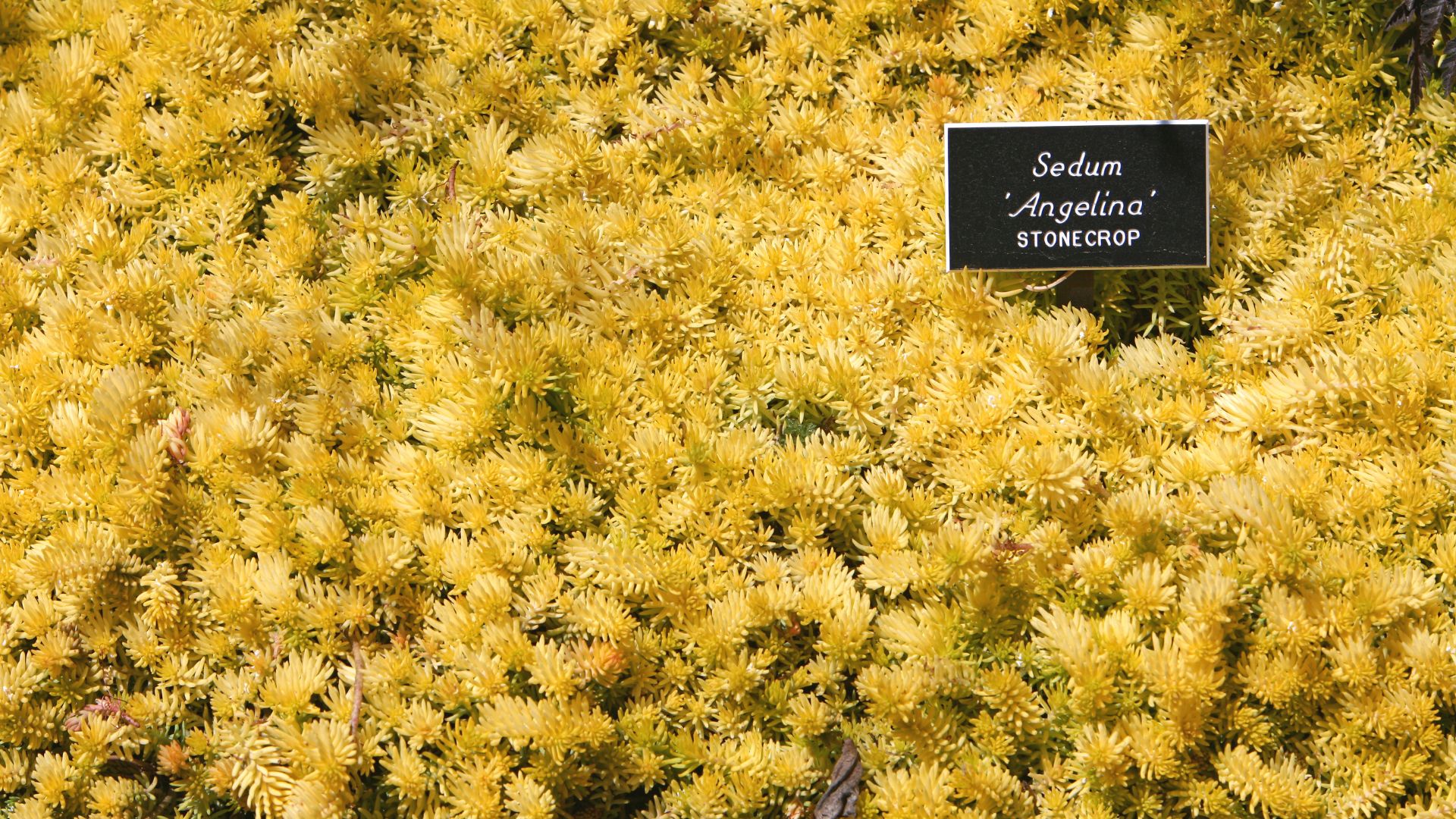 Switch To Heat-Tolerant Ground Covers And Say Goodbye To Bare Spots On Your Lawn