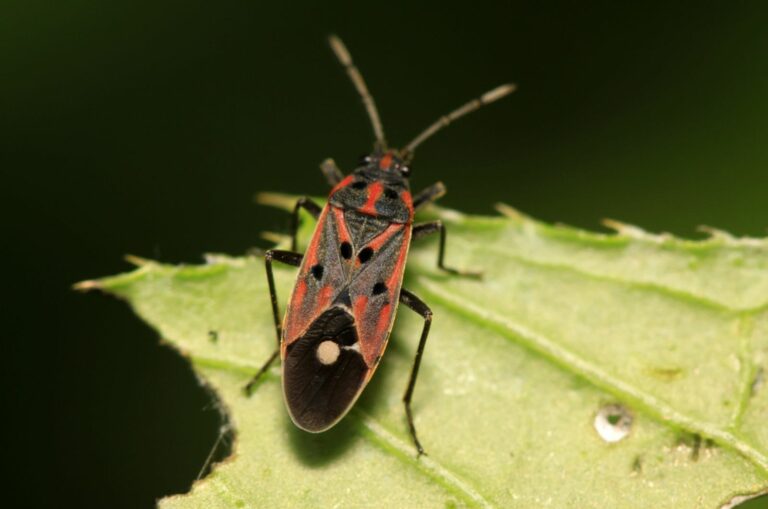 chinch bug on a leaf