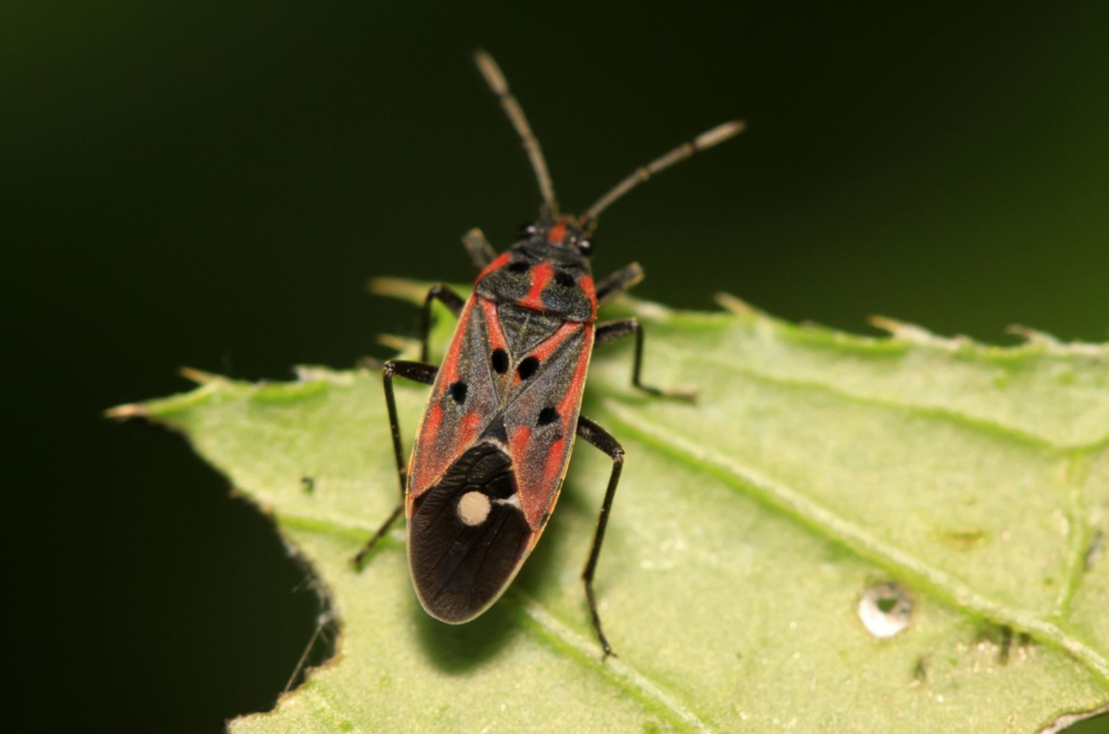 Test Your Lawn For Chinch Bugs With Coffee Cans And See Why It’s An Absolute Hit