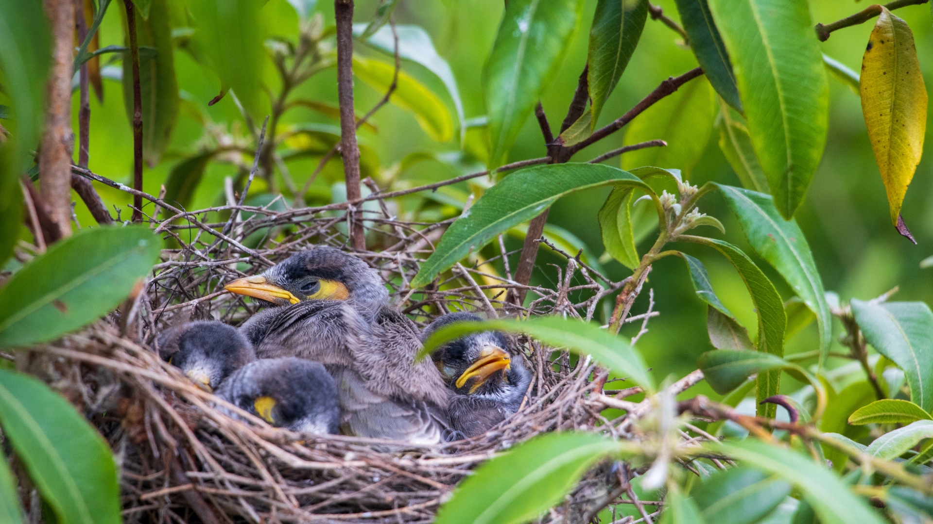 baby bird in a nest