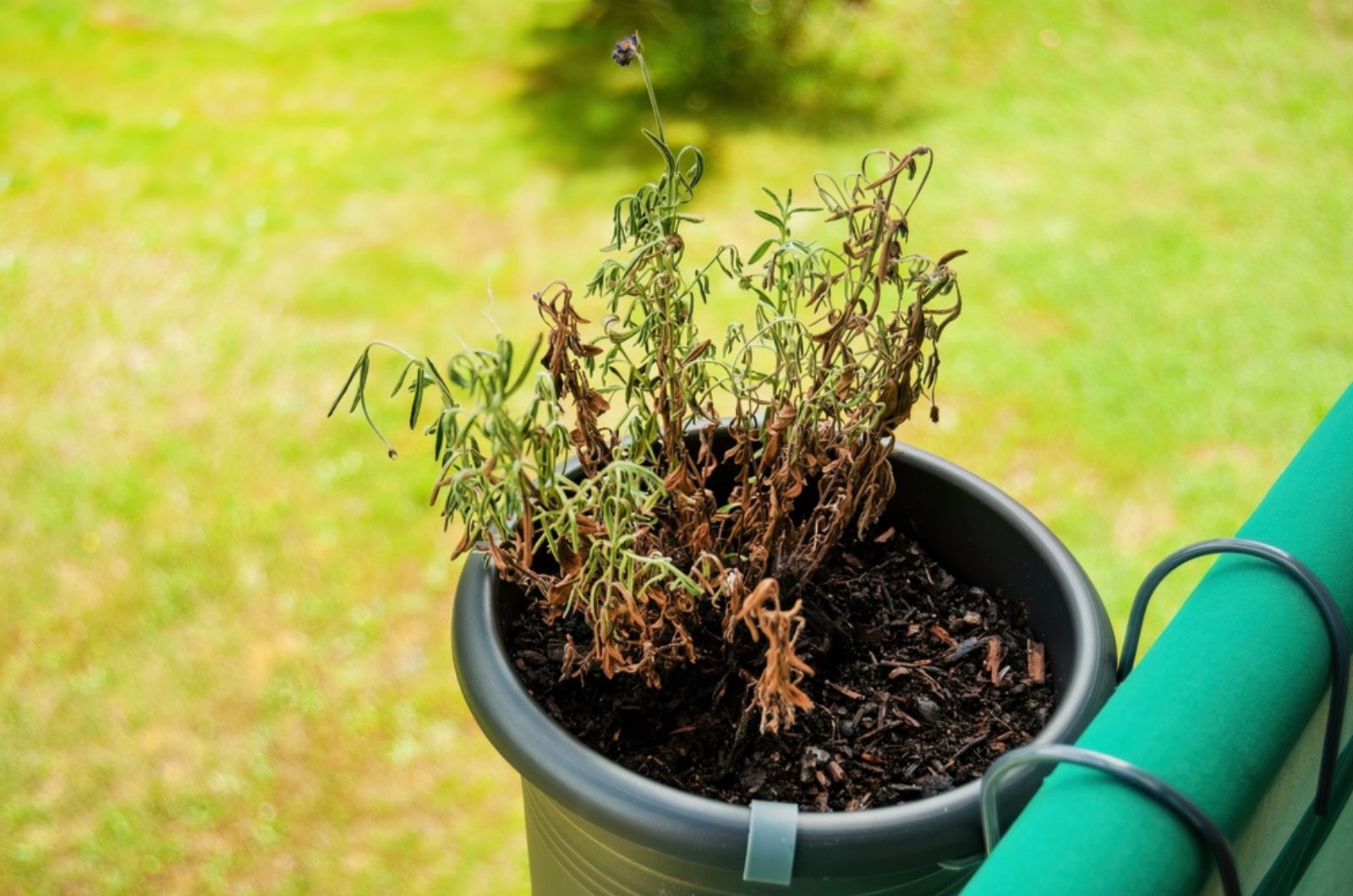 The Reasons Behind Your Lavender Drooping And How They Can Be Easily Fixed