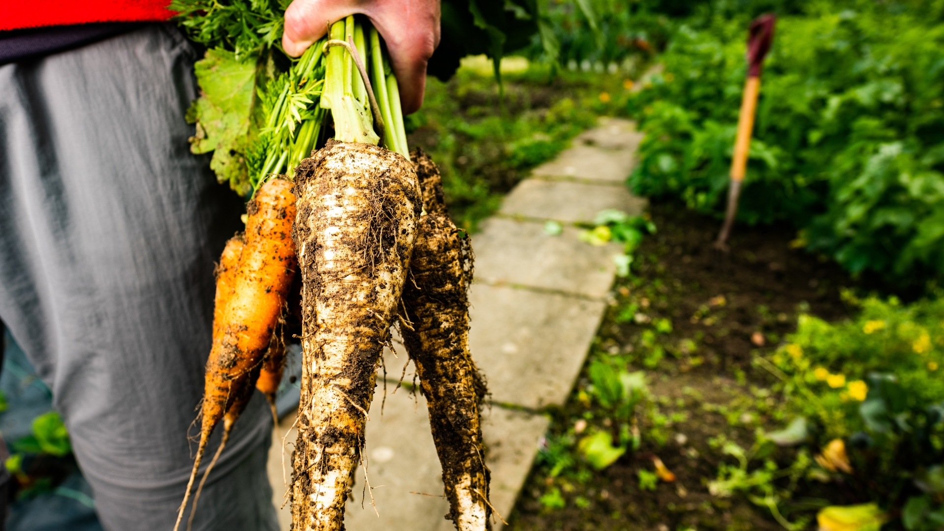 These 11 Vegetables Are Exactly What Your Raised Beds Need This Fall