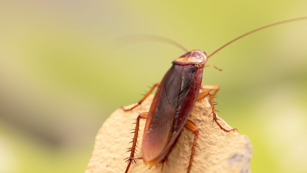 Bird Eating Cockroach These 12 Birds Might Just Be The Answer To Your Cockroach Problem