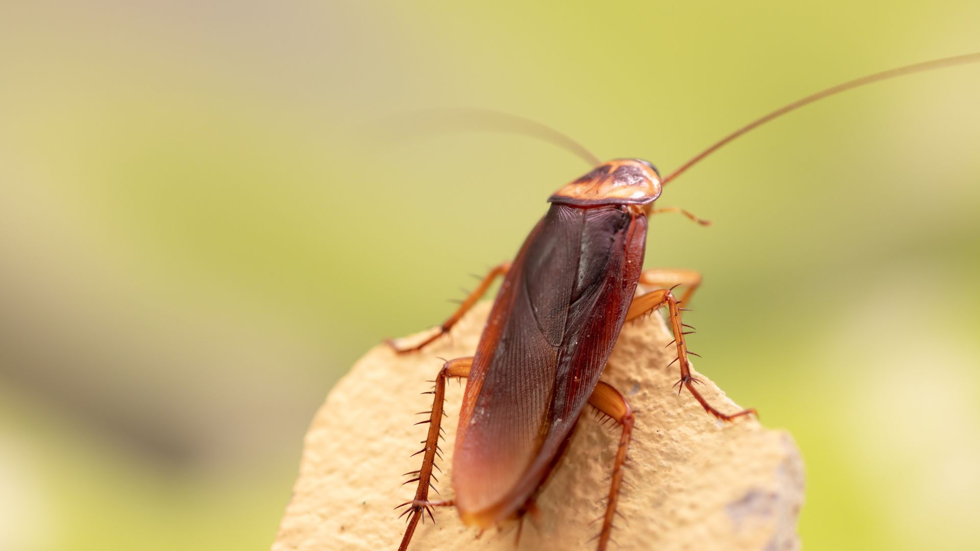 photo of a cockroach