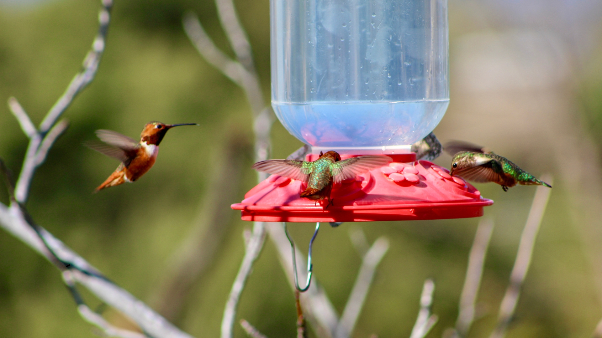 hummingbirds