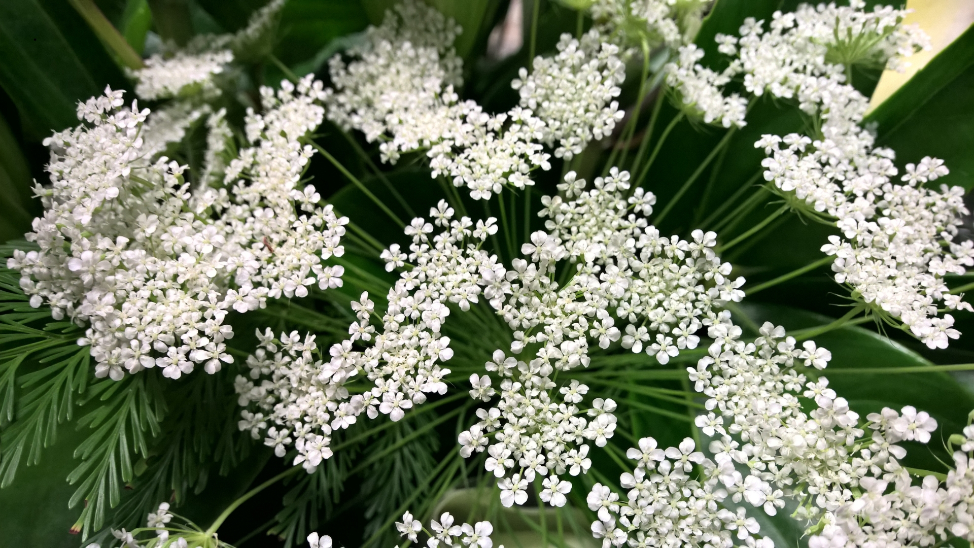 These Are The 6 Flowers You Should Sow In September For A Stunning Bloom Display Next Season