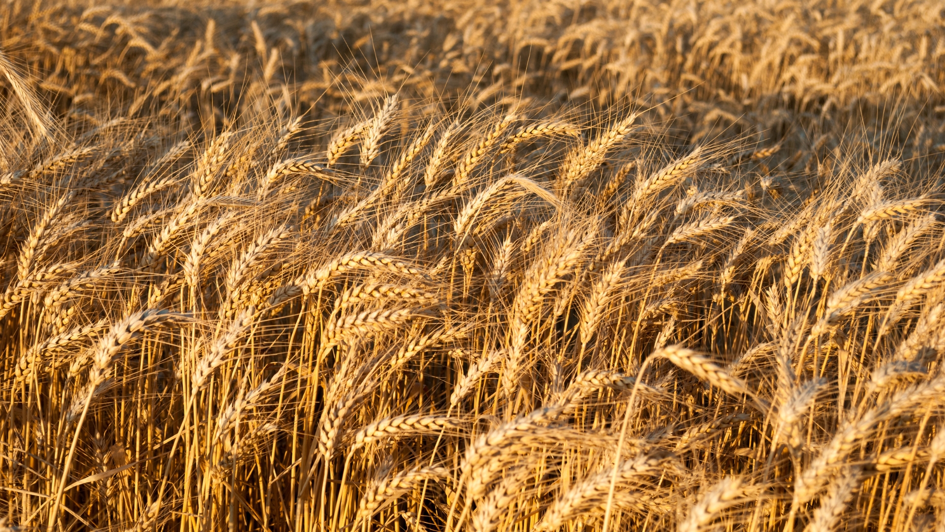 photo of a wheat