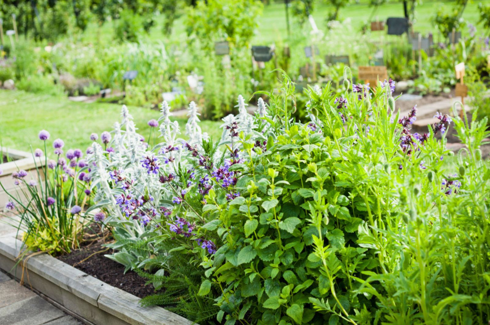 These Plants Are Your Golden Ticket To A Bee-Free Garden