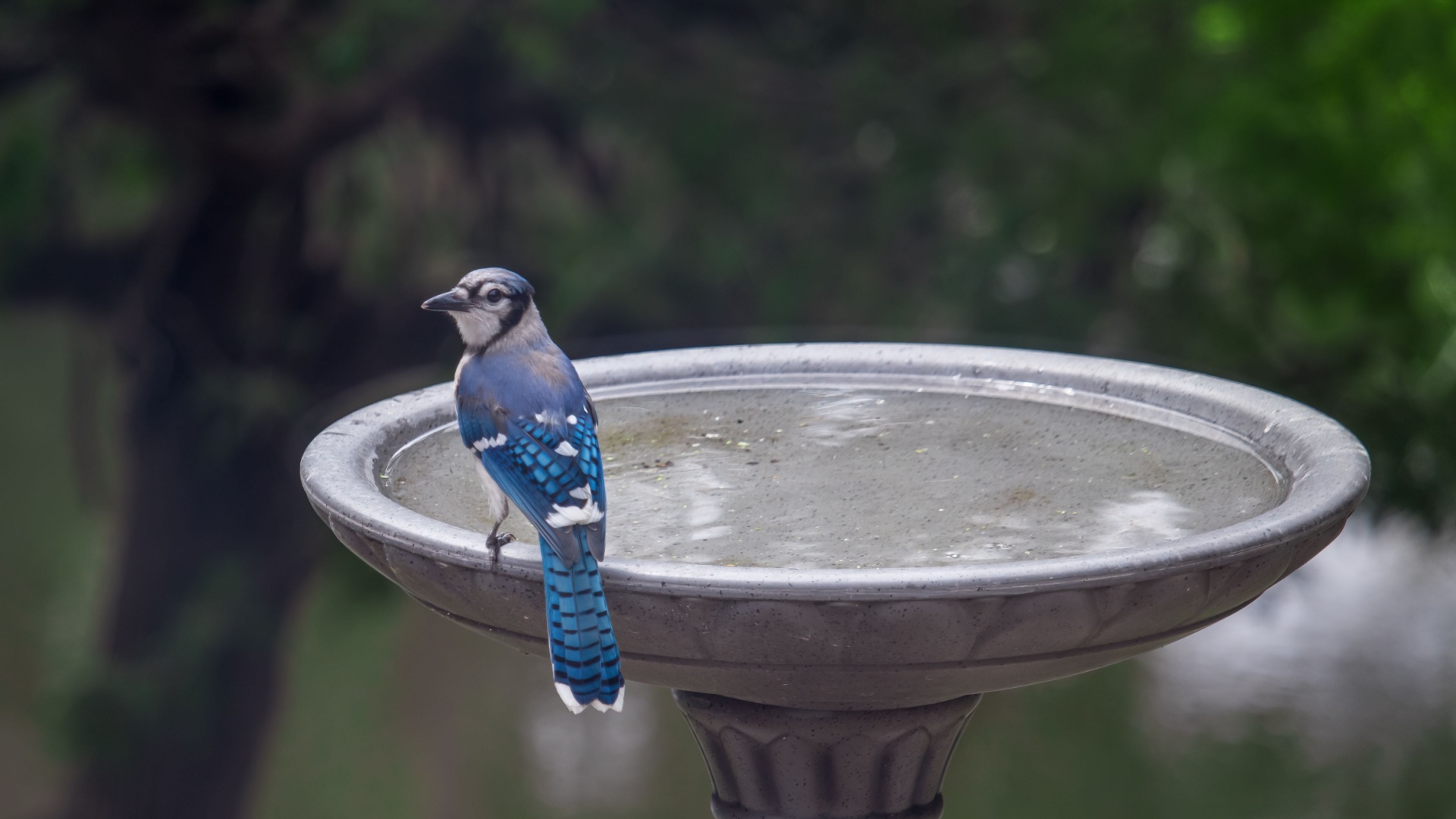 These Tricks Can Help You Find The Perfect Location for Your Birdbath 