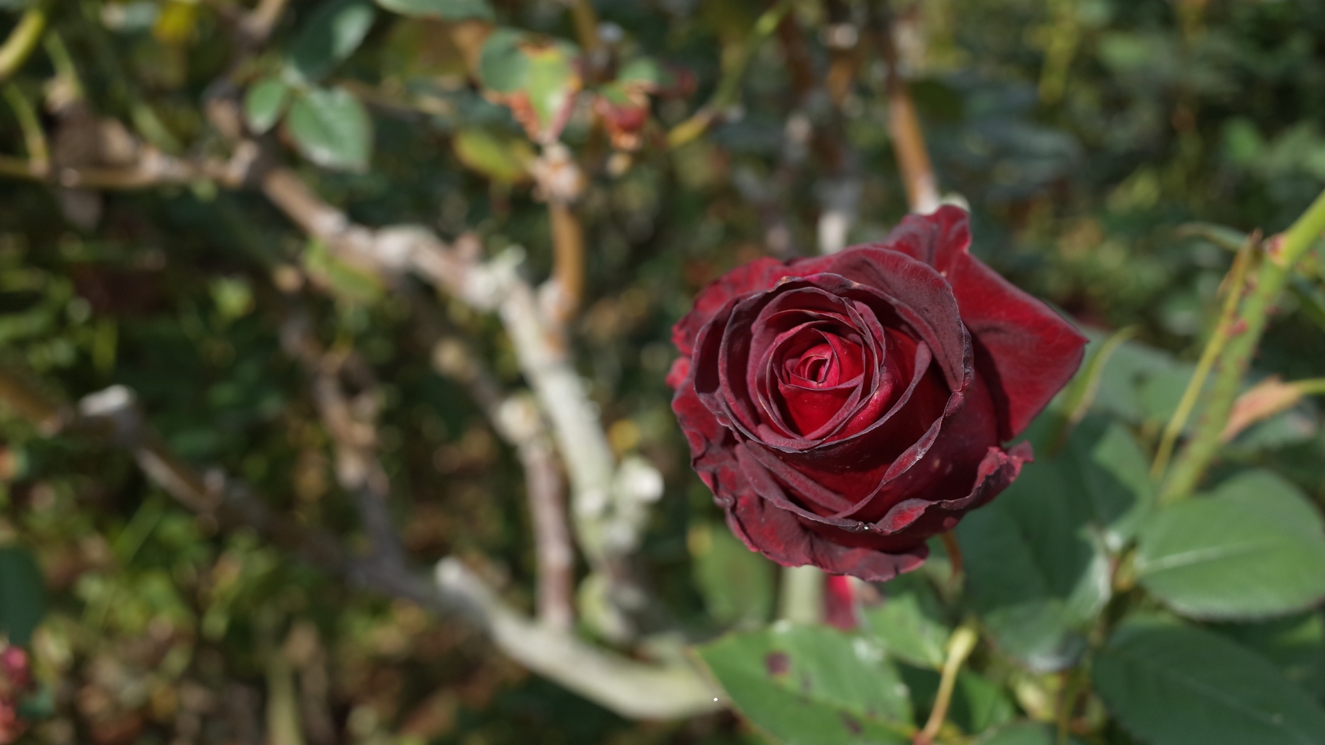 This Beautiful Tea Rose Variety Will Add An Enigmatic Touch Of Elegance To Your Garden