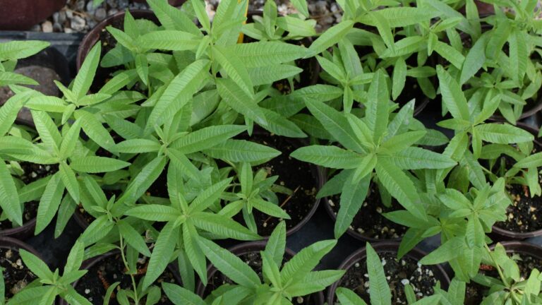 lemon verbena indoor plant