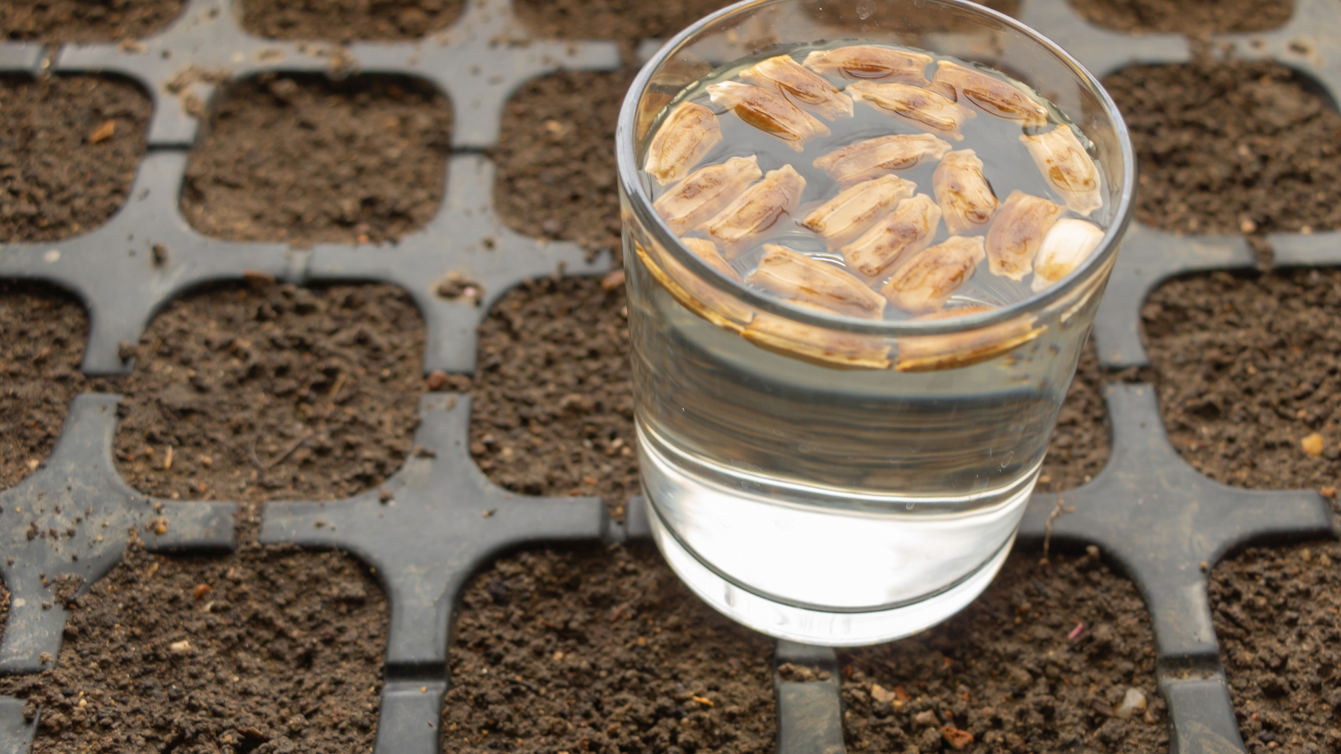 This Is How Long You Should Soak Seeds To Make Them Germinate Like Crazy