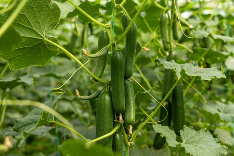 healthy growth of cucumbers