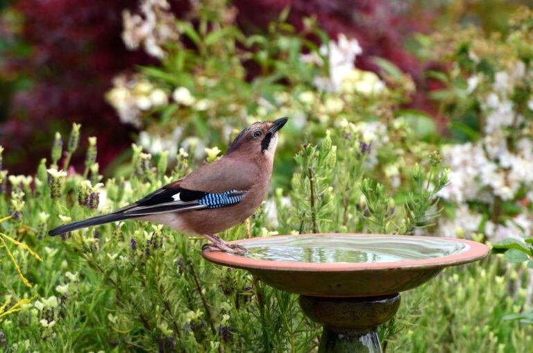 bird on a birdbath