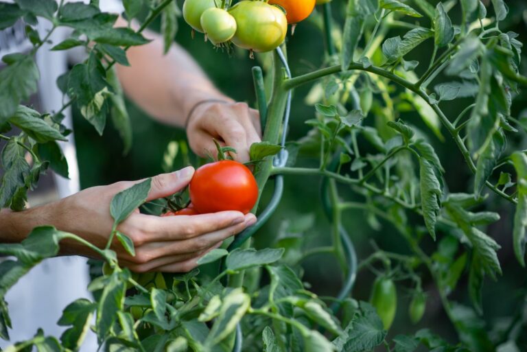 a woman picks a fresh tomato