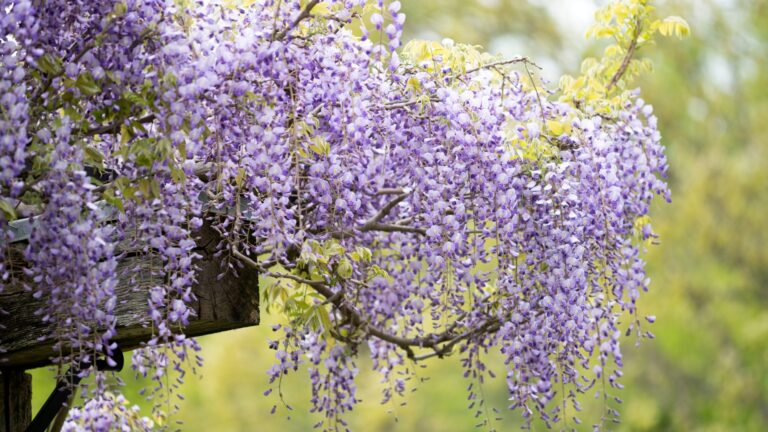wisteria in bloom