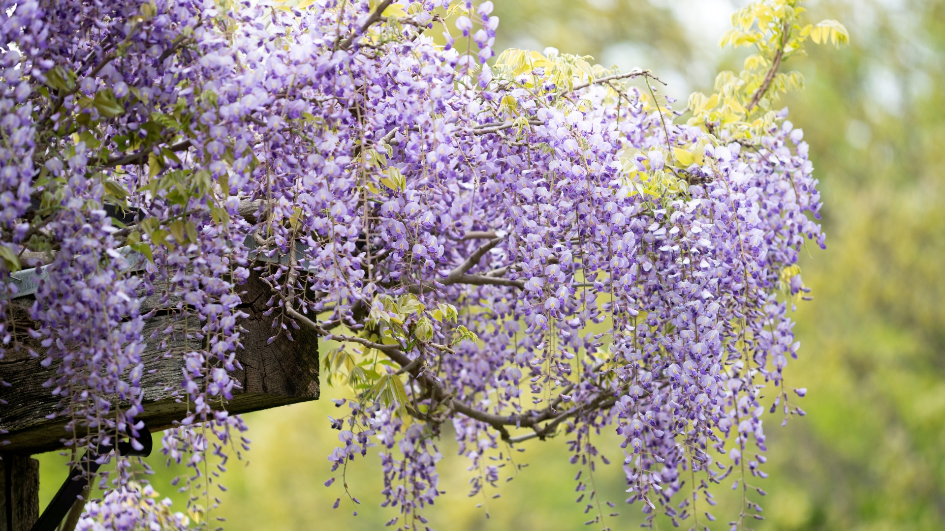 This Is When And How You Should Prune Your Wisteria For The Most Stunning Bloom Display