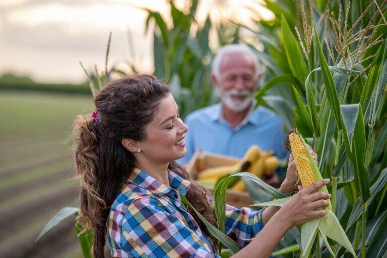 father and daughter picking corn