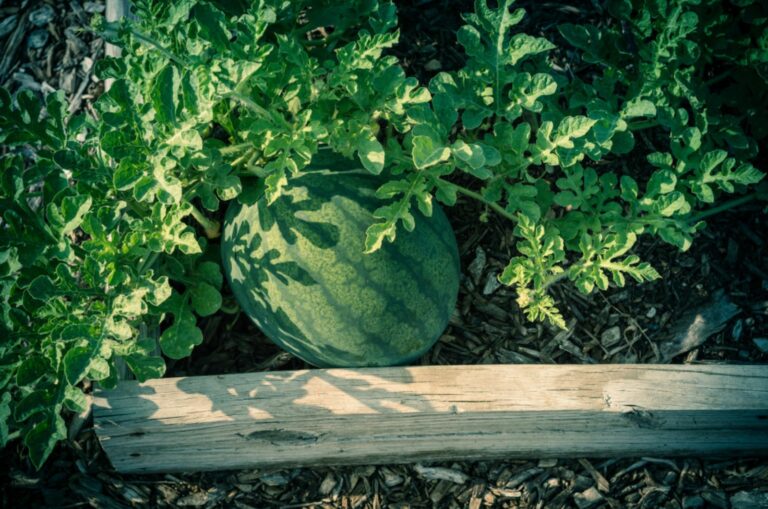 melon in raised bed