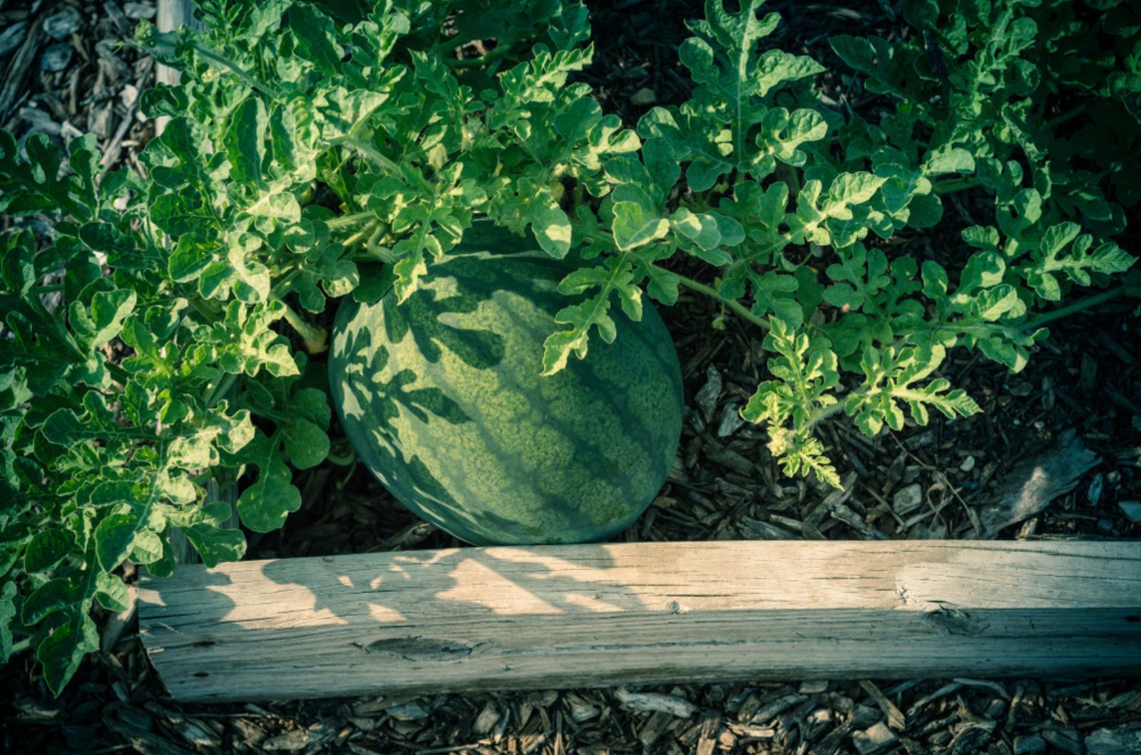 Tricks You Should Try For Growing Melons In Raised Beds