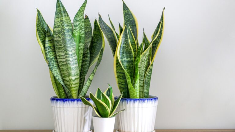 fertilizing snake plant