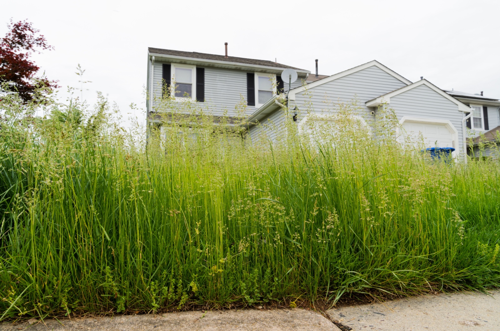 Very Tall Grass