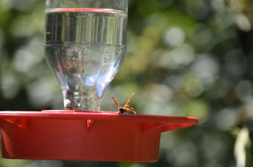 Wasp flying