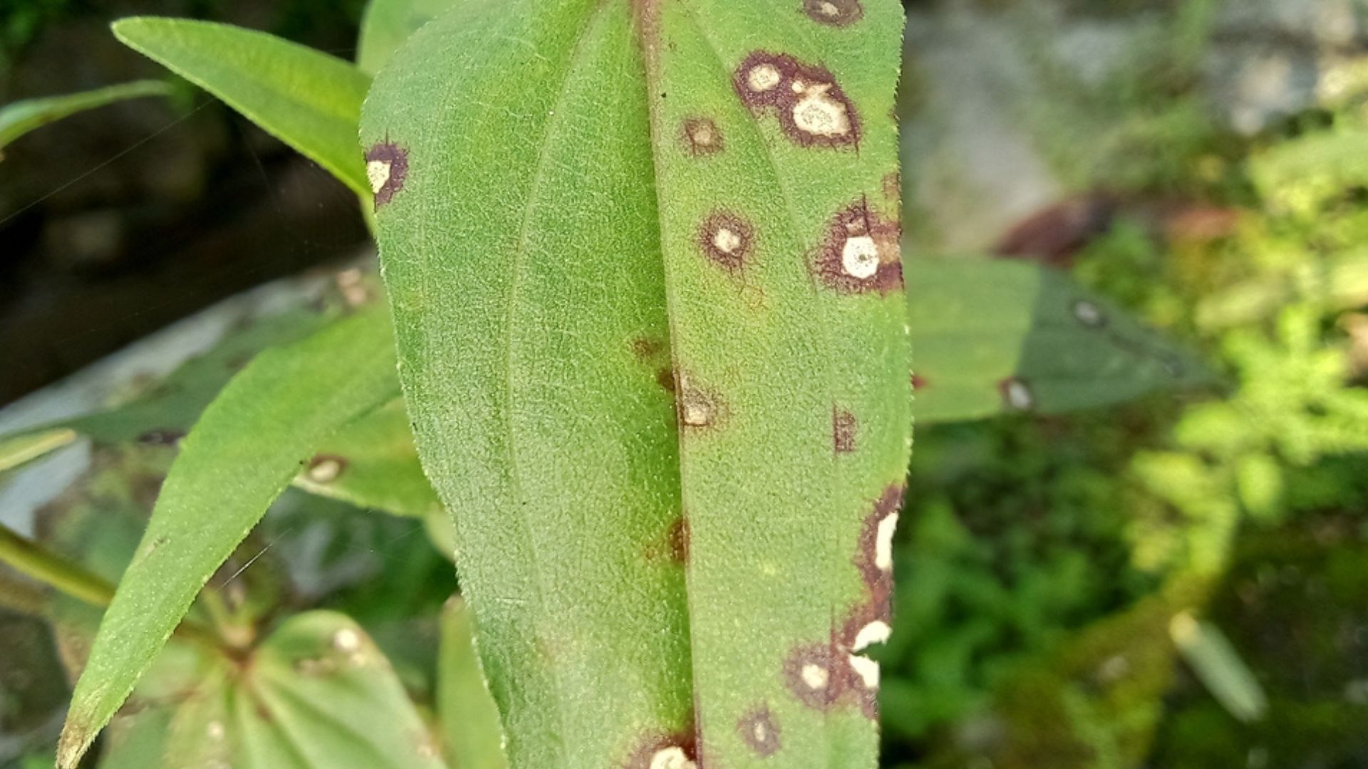 What Rusty Spots On Your Zinnia Leaves Really Mean And How To Fix Them