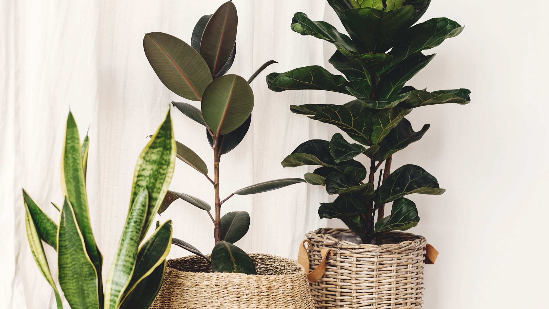 What You Need To Know To Choose The Ideal Pot For Your Indoor Fig Tree