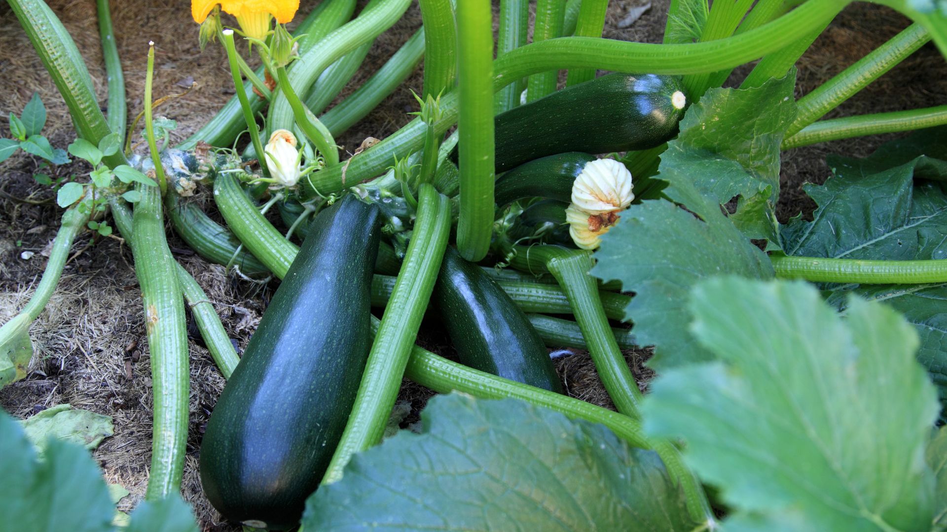 zucchini in garden