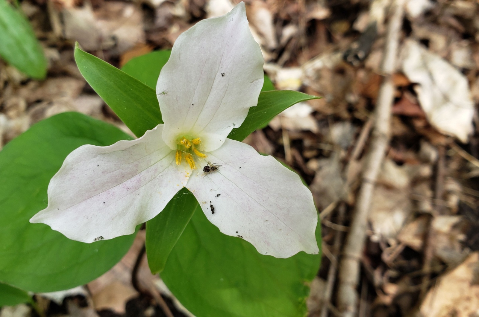 White Trillium 