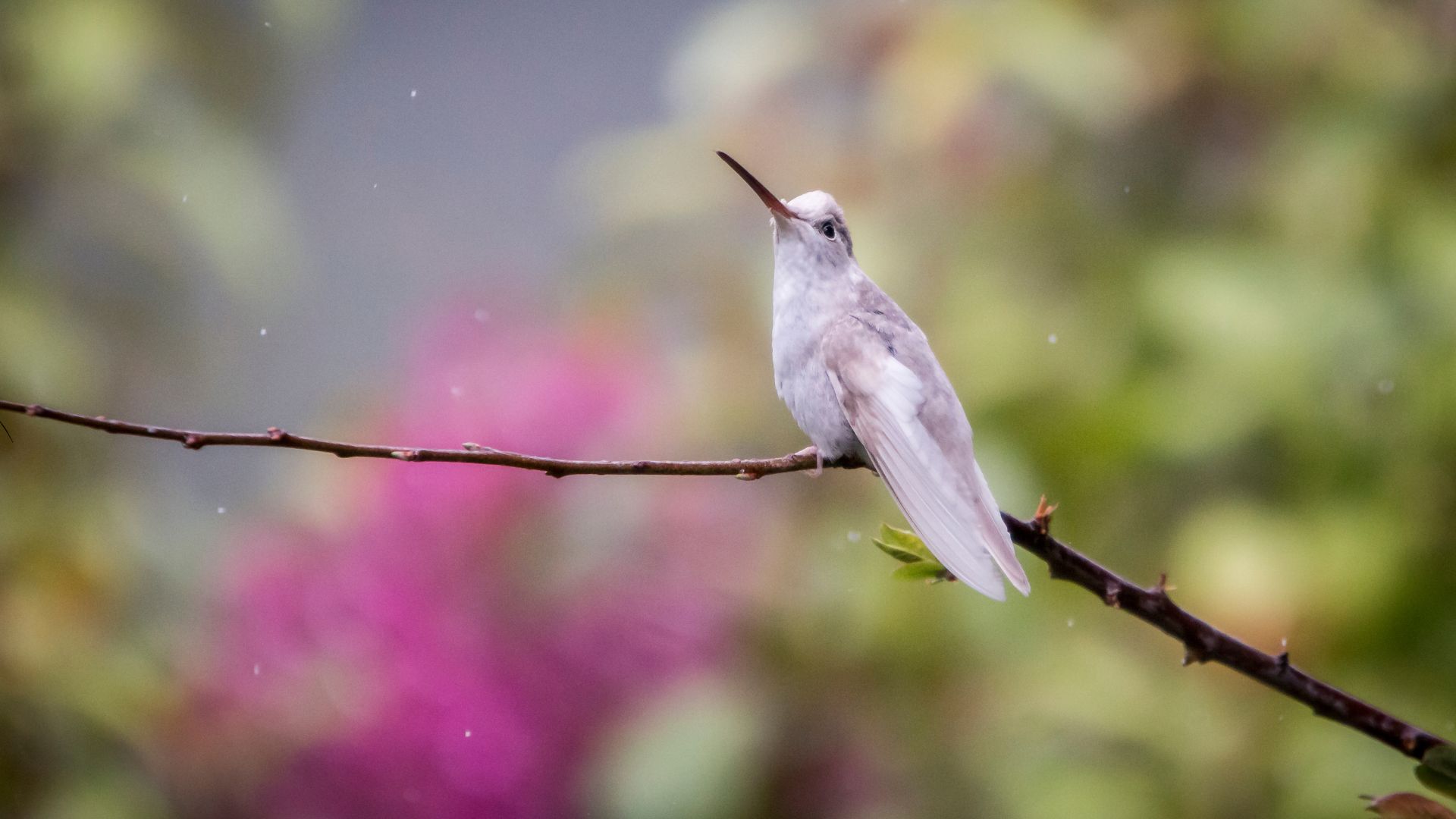 Why Seeing A White Hummingbird In My Garden Would Be A Dream Come True (And How It Can Be For You Too)